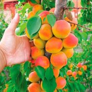 Саженец Абрикос колоновидный Кампанило в контейнере